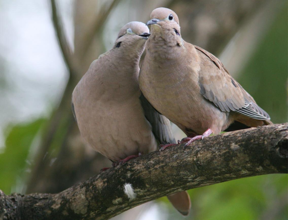 الاســـم:	Dove.jpg
المشاهدات: 28571
الحجـــم:	86.6 كيلوبايت